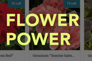 Flower Sale Fundraiser